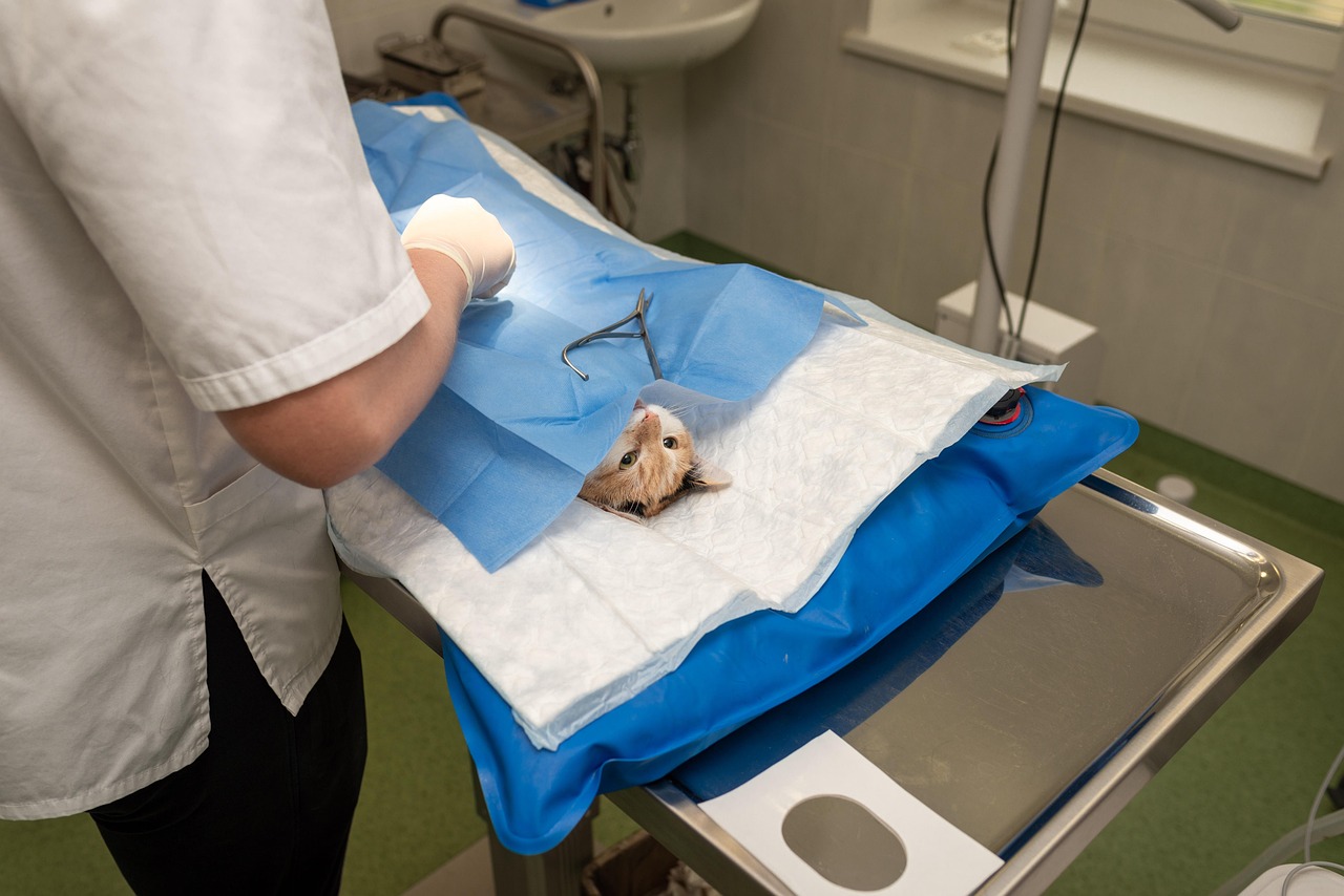 health — hospital — medicine — nurse — occupation — operation — pet — procedure — profession — sick — specialist — sterile — 